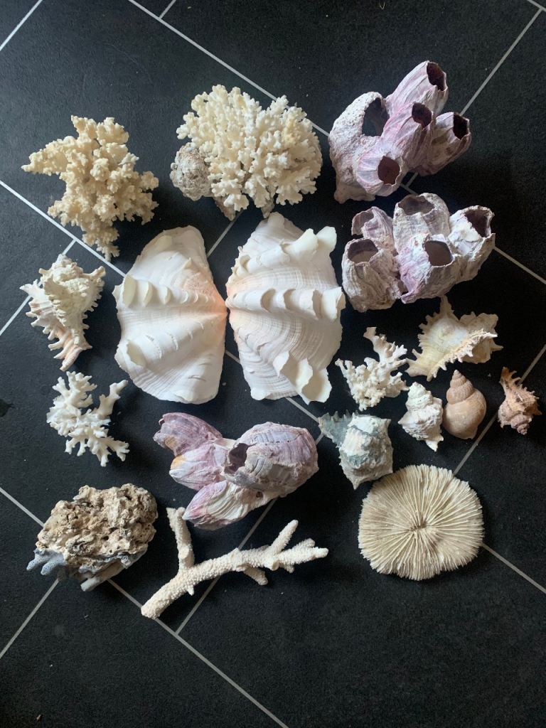 Assorted shells