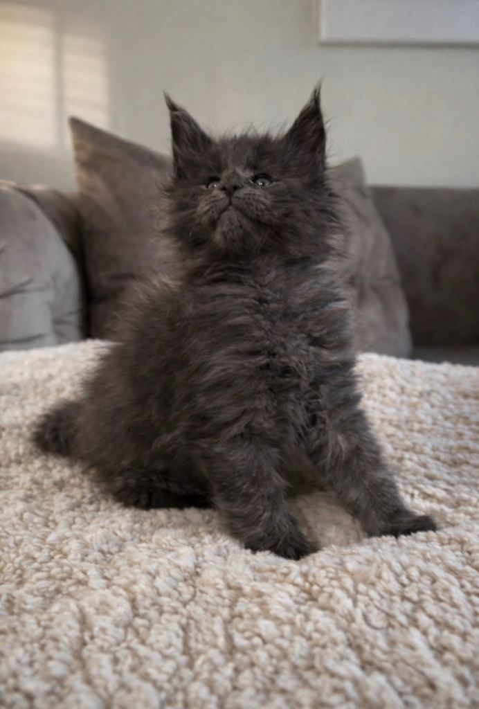 Last male Maine Coon ready now!!!