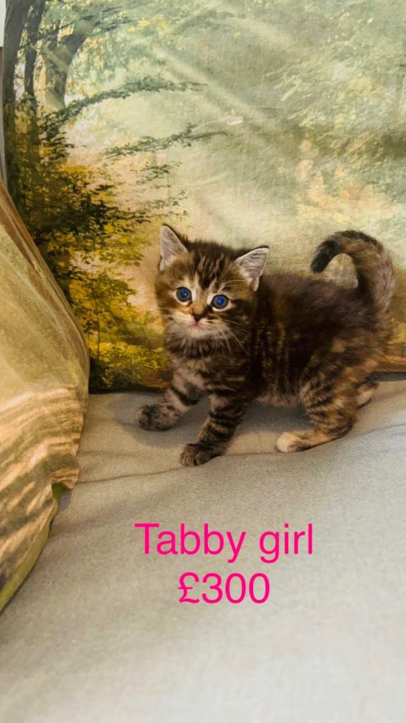 Russian Blue X Kittens ✨ Super Friendly & Playful