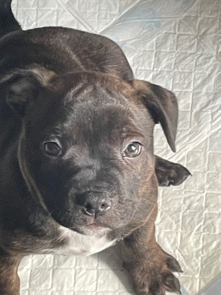 KC REGISTERED STAFFORDSHIRE BULL TERRIER 