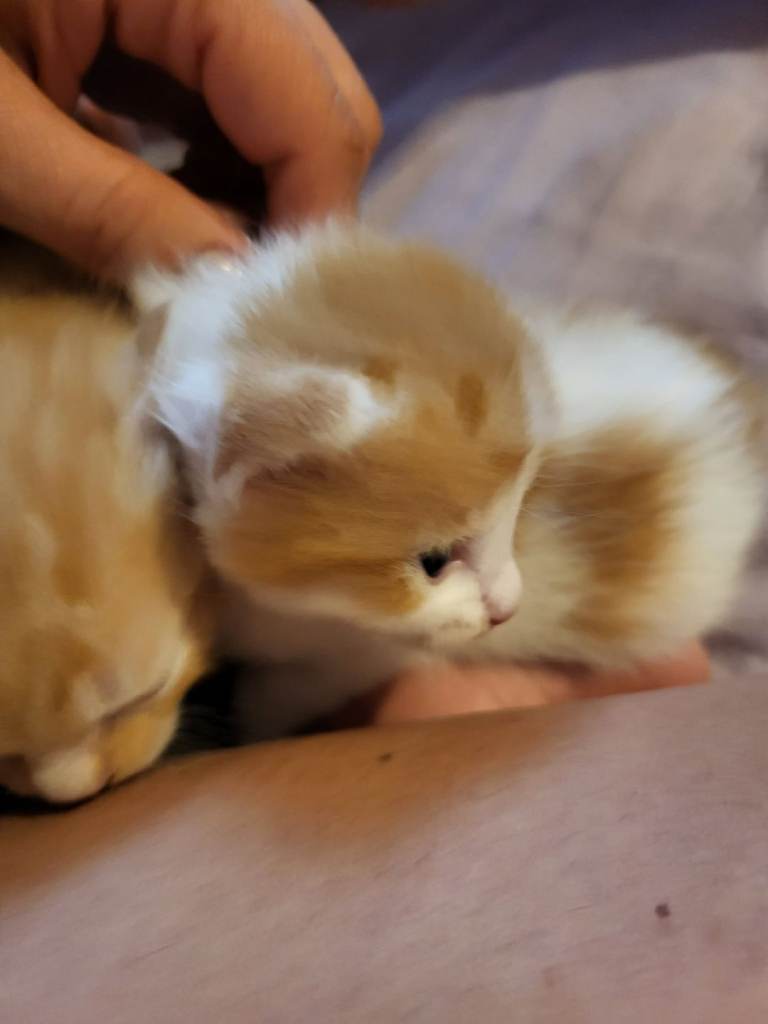 Mix-russian blue-british shorthair kittens 