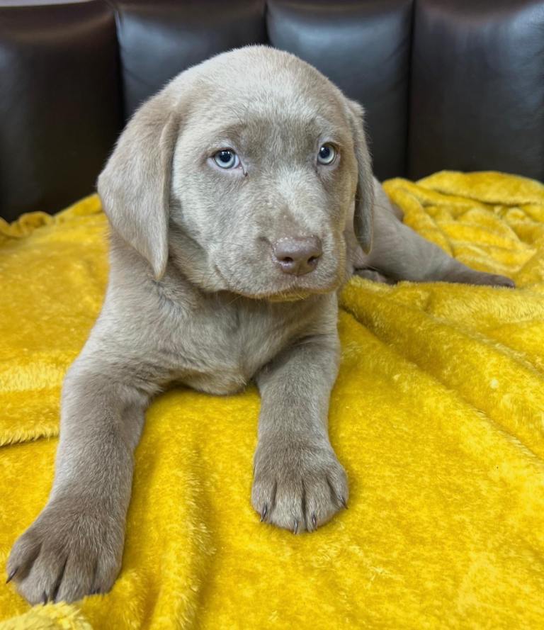 Last beautiful silver girl left only £900 