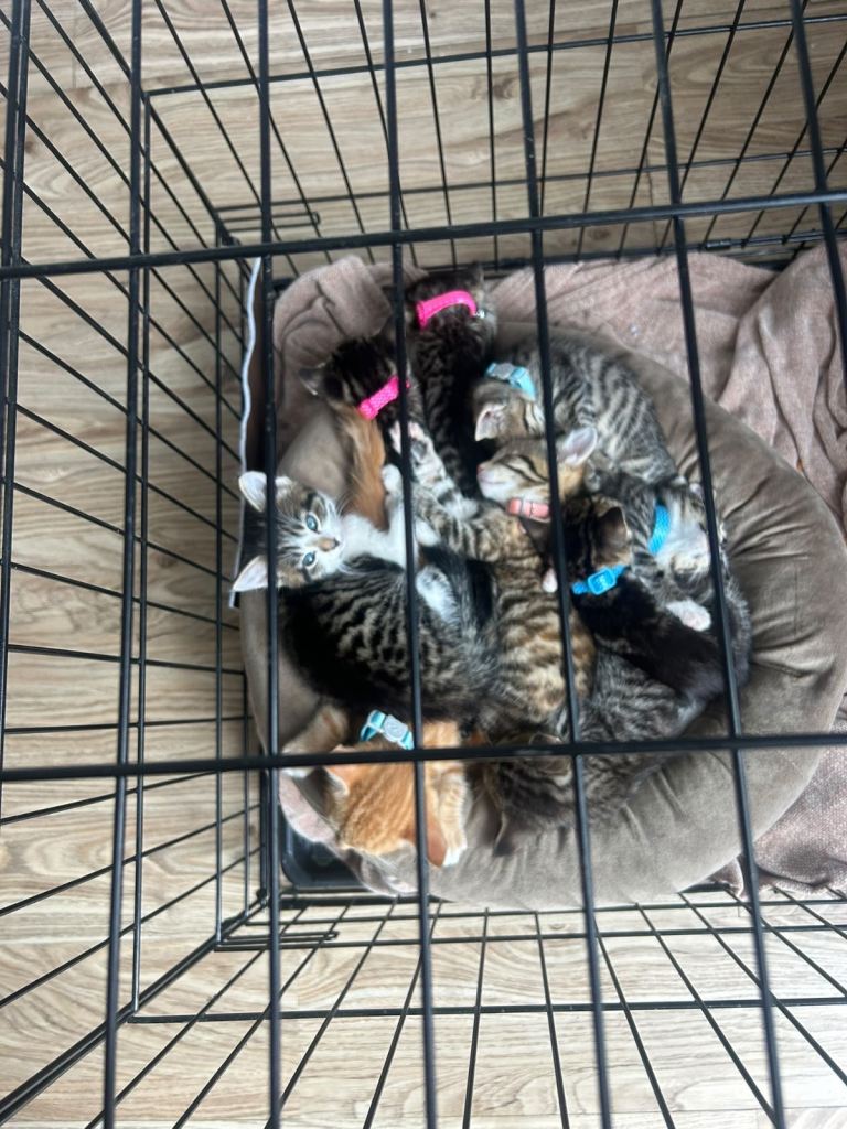 Beautiful bundle of kittens available 😻