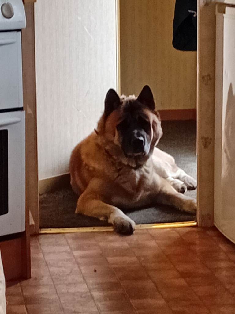 American akita 2 and a half years old