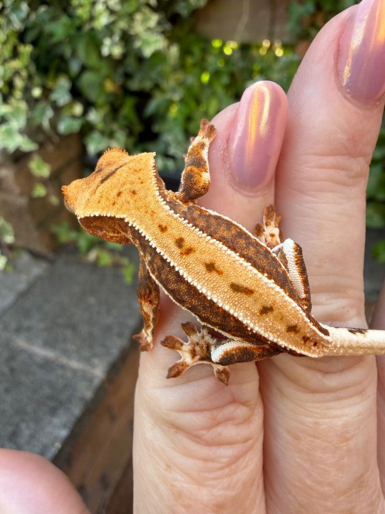 Lily white crested gecko hatchling for sale 