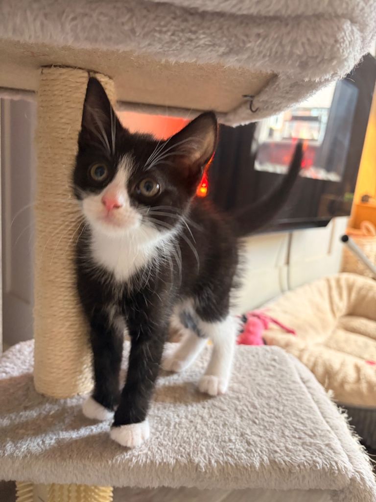 Kitten needing a home 🩵
