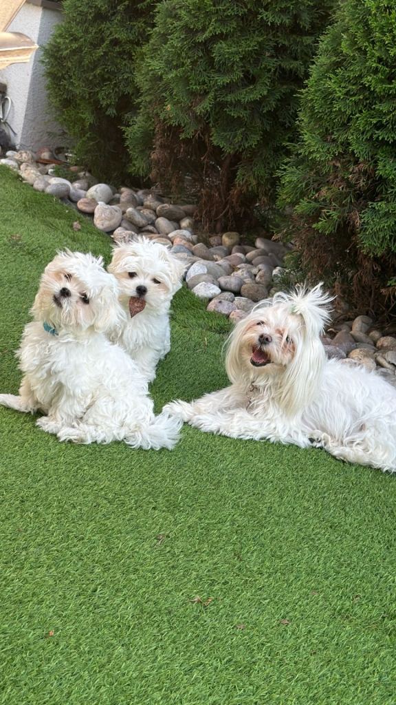 Pure Korean Meltese puppies for sale