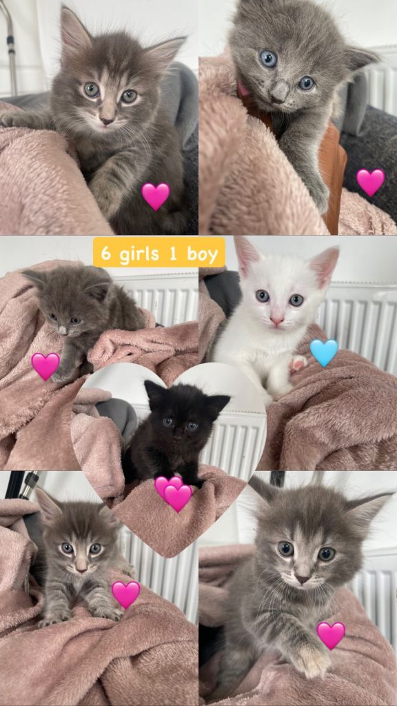 Adorable Kittens Looking for Loving Homes 