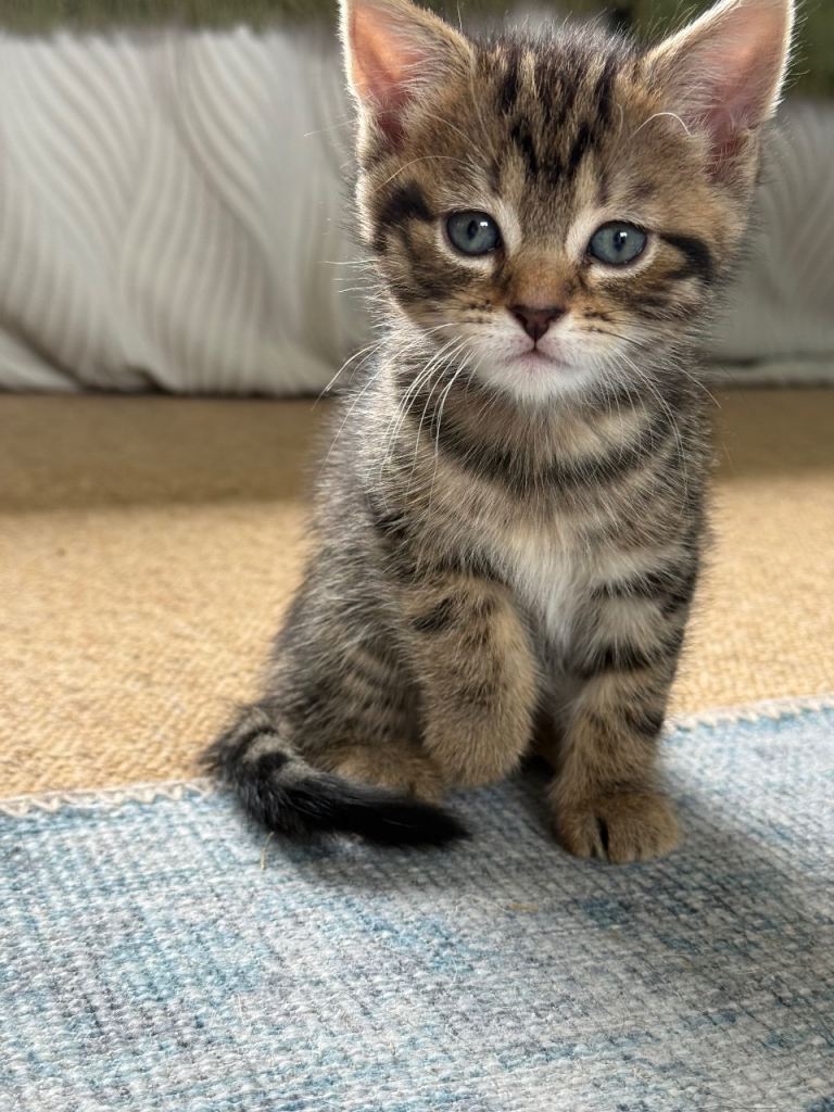 4 Playful, inquisitive, cuddly kittens for sale 