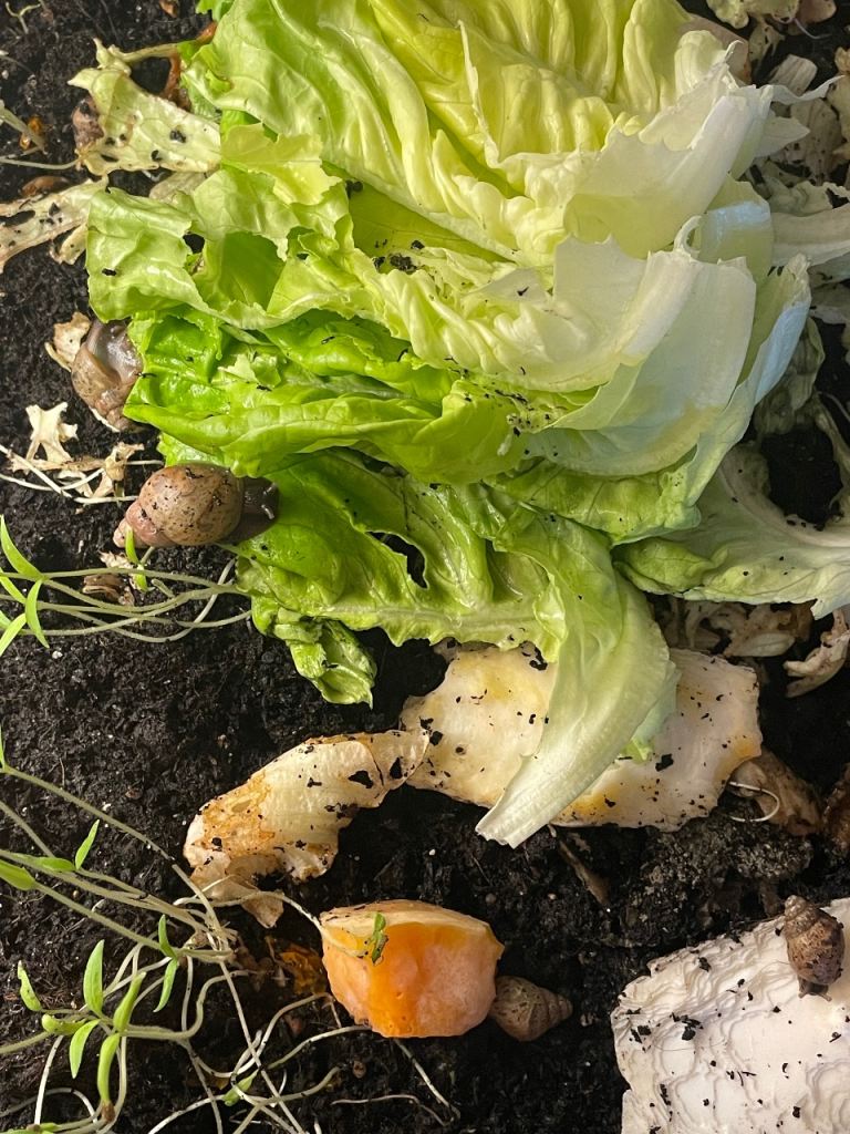 Giant Africa land snails