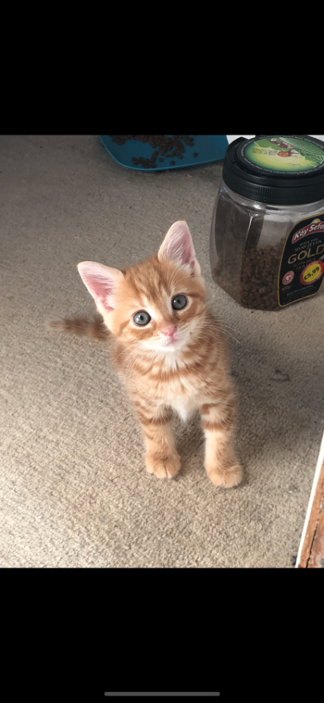 Beautiful kittens 