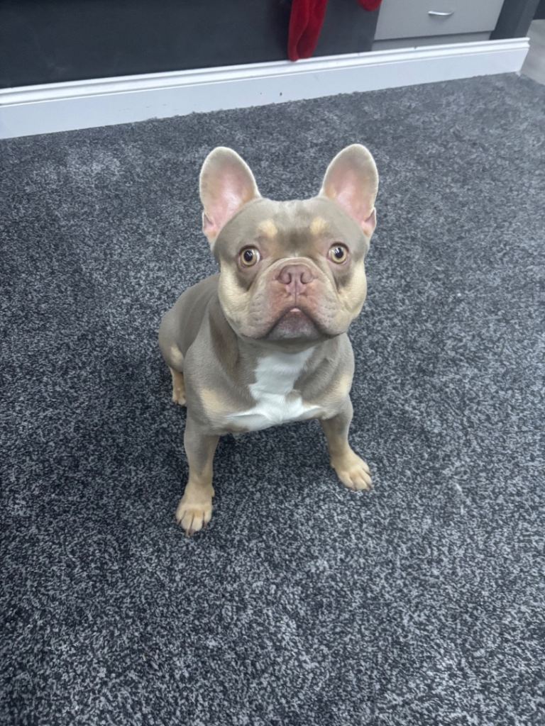 Isabella French bulldog