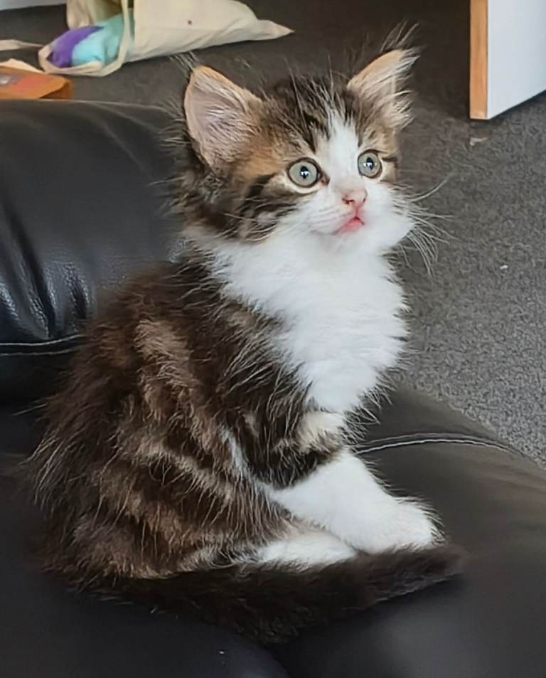 2x kittens 