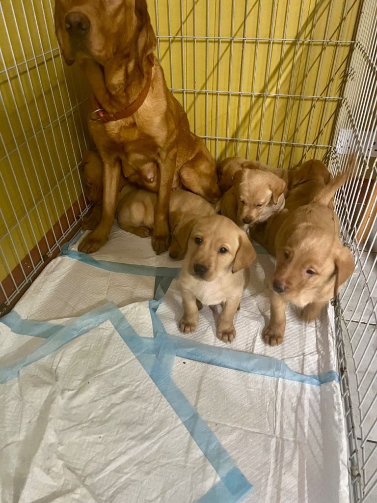 Only one boy left KC Registered Fox Red Labrador puppies for sale 