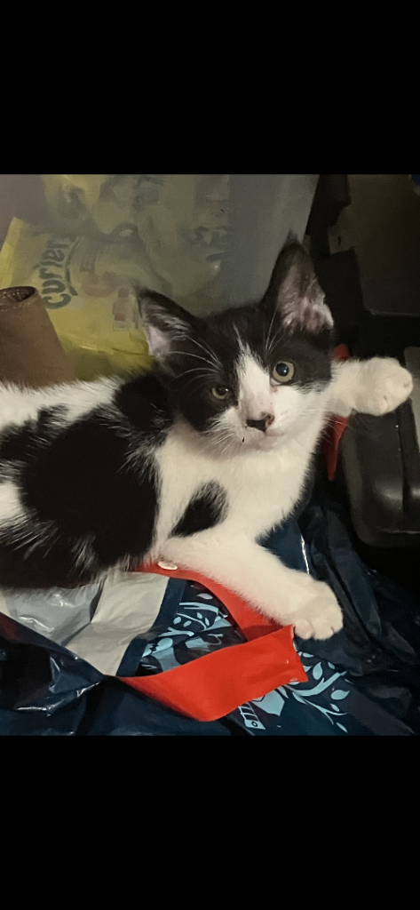5 beautiful kittens 