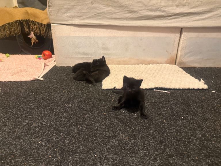 Fully black kittens x 3 