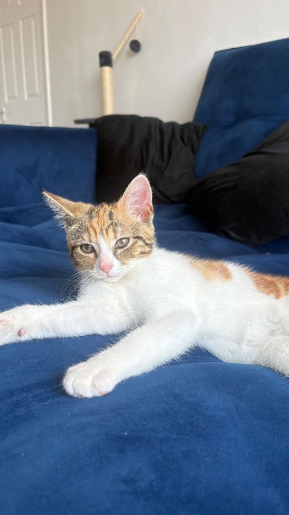 Kitten - Domestic shorthair (Calico tabby - Orange and white)