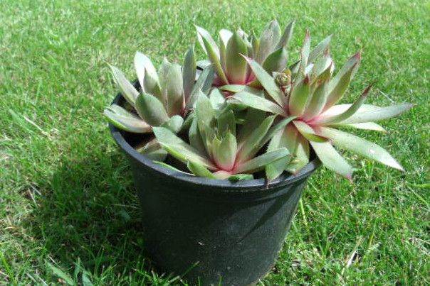 HOUSE LEEKS _ SEMPERVIVUM
