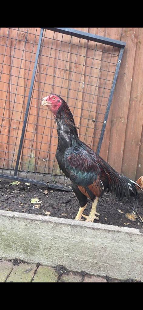 Chicken 