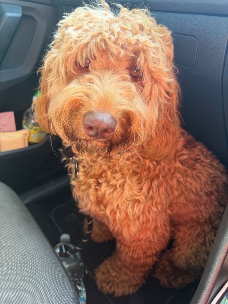 Male cockapoo 