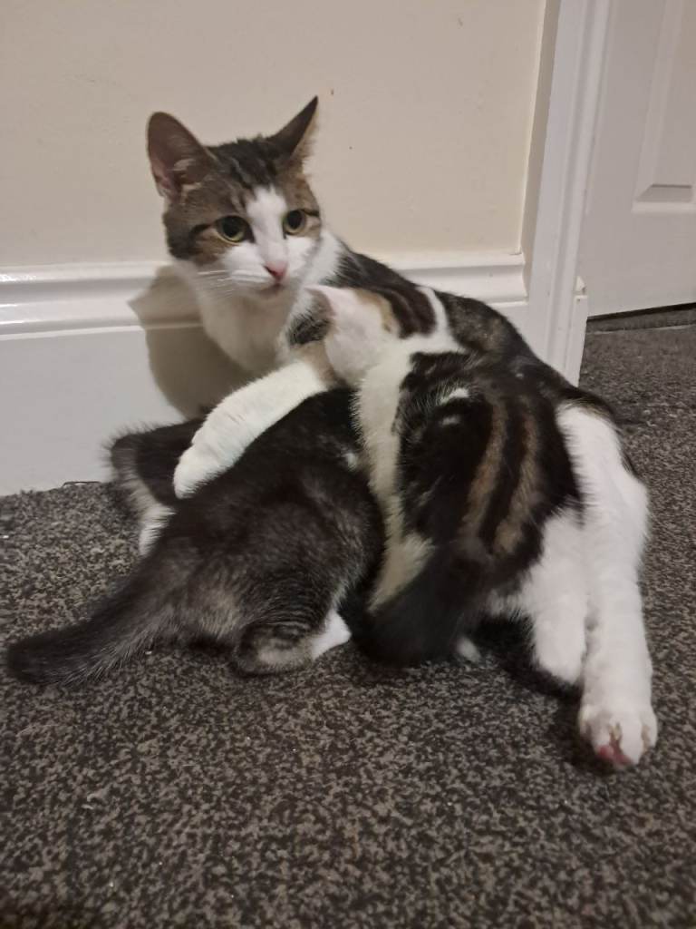 Forever homes needed