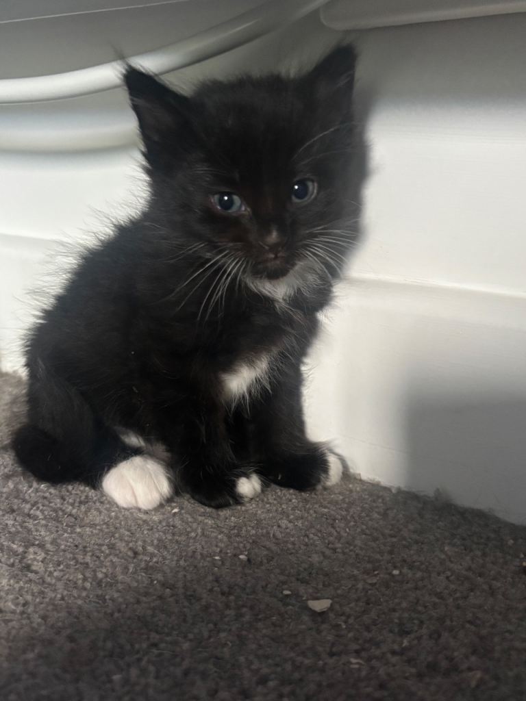 3 girls 4 boys kittens 