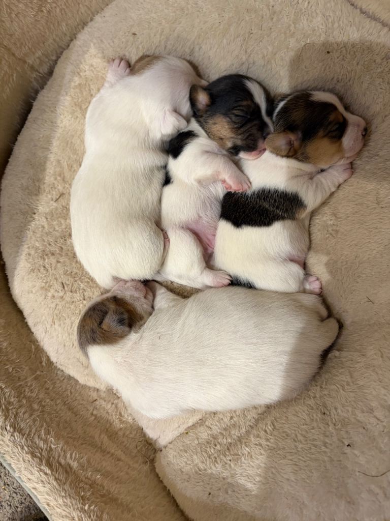 Miniature Jack Russell terrier puppies 