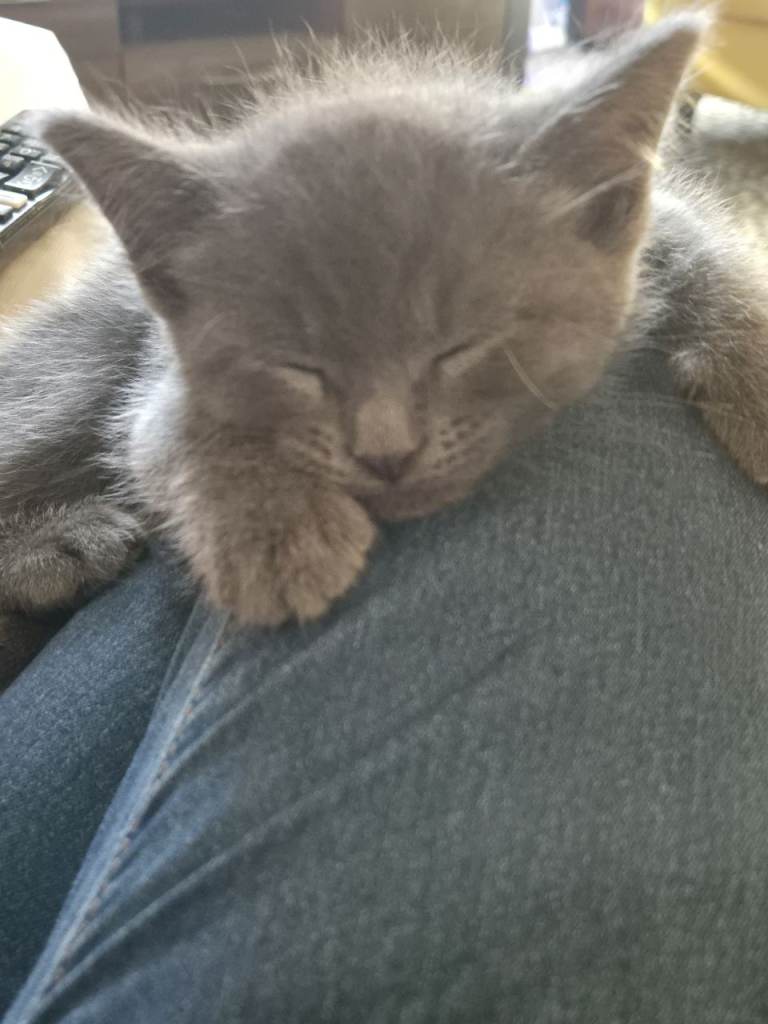 4 x Male Kittens READY NOW
