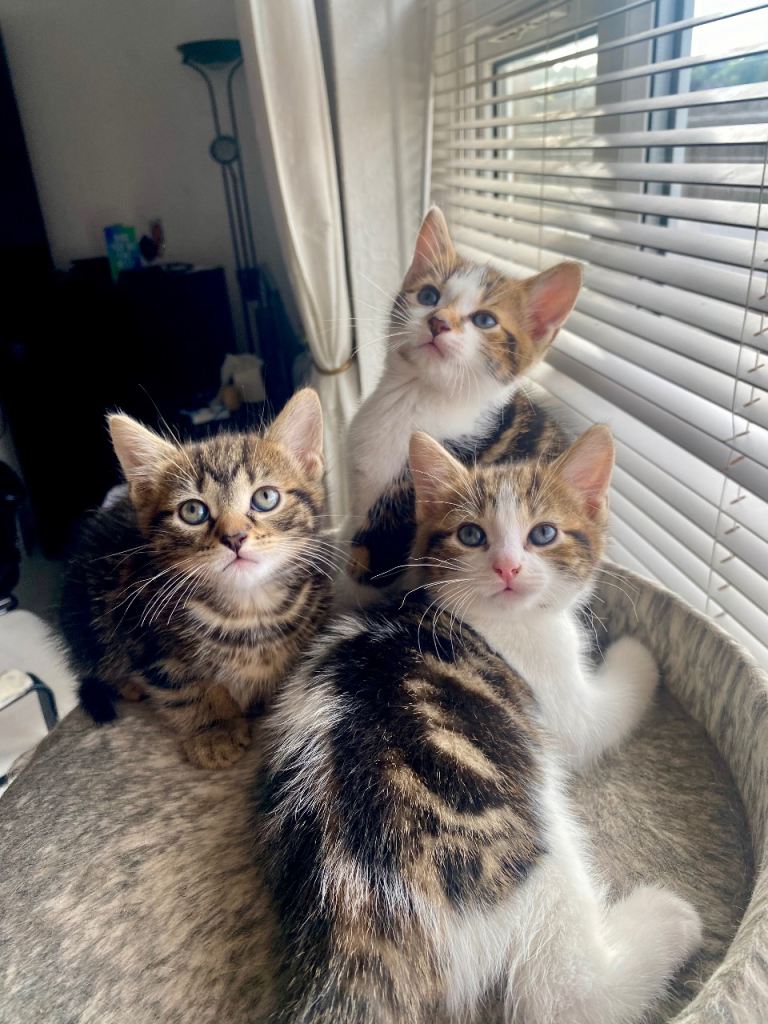 Beautiful kittens for sale