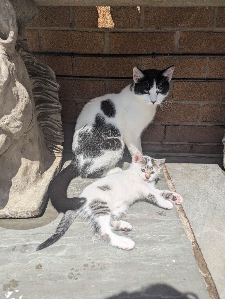 Kittens 