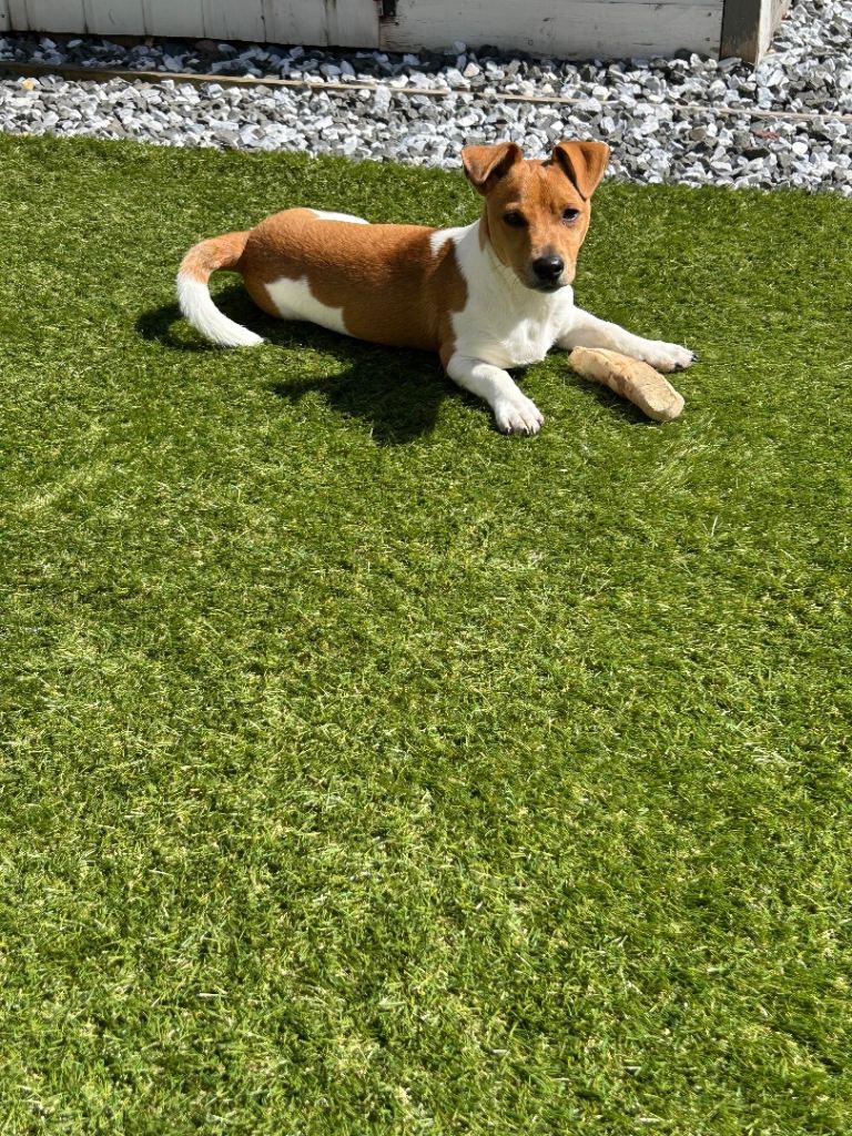 Jack Russell Puppy for sale 