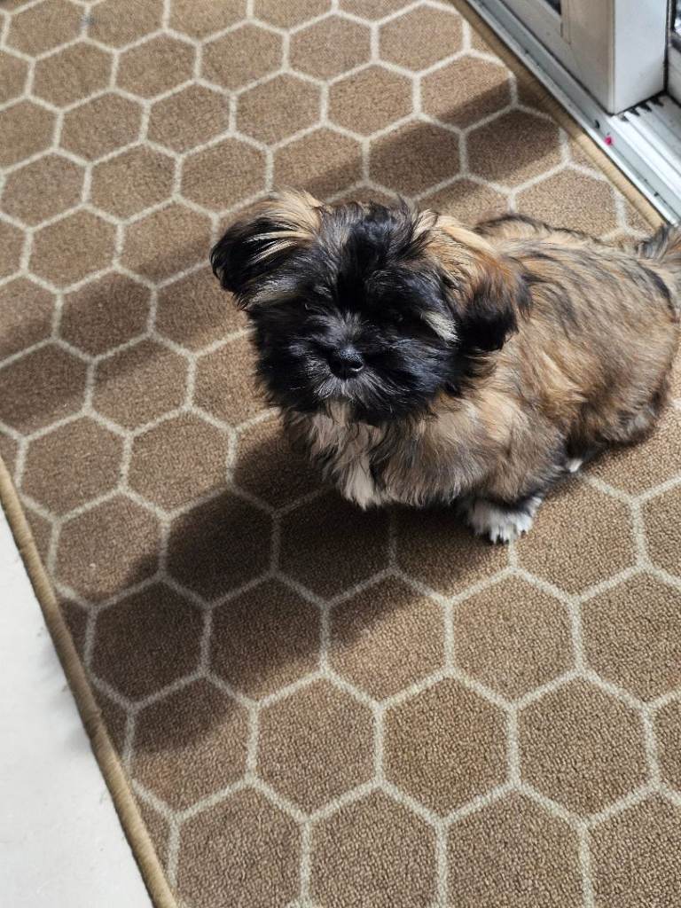 Shih tzu 
