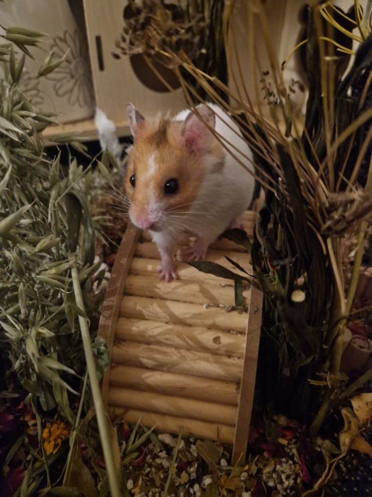 Curious, sociable male Syrian looking for his forever home 🏡🐹