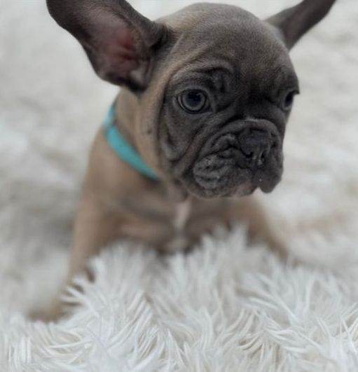French bulldog