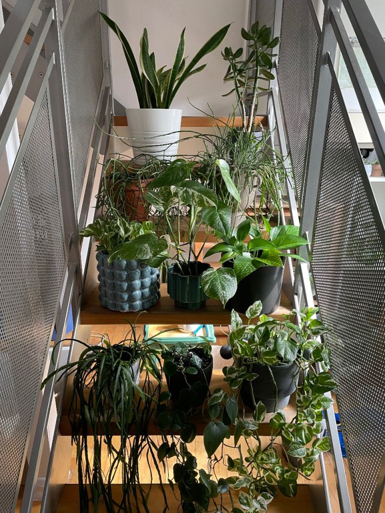 Beautiful healthy indoor plants with designer pots