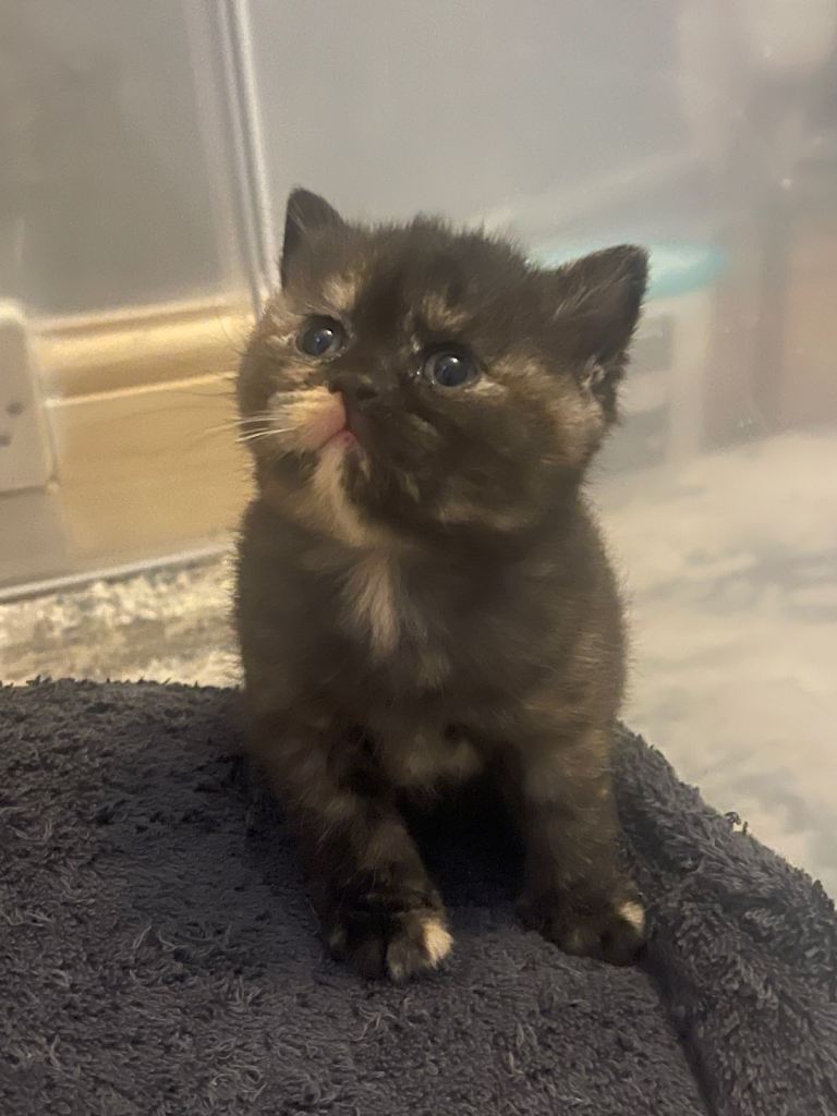 Exceptional litter of GCCF British shorthair kittens 