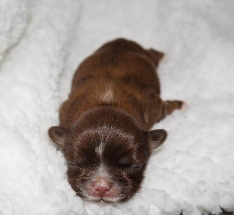 ✨Ultimate DNA Imperial’s now available✨