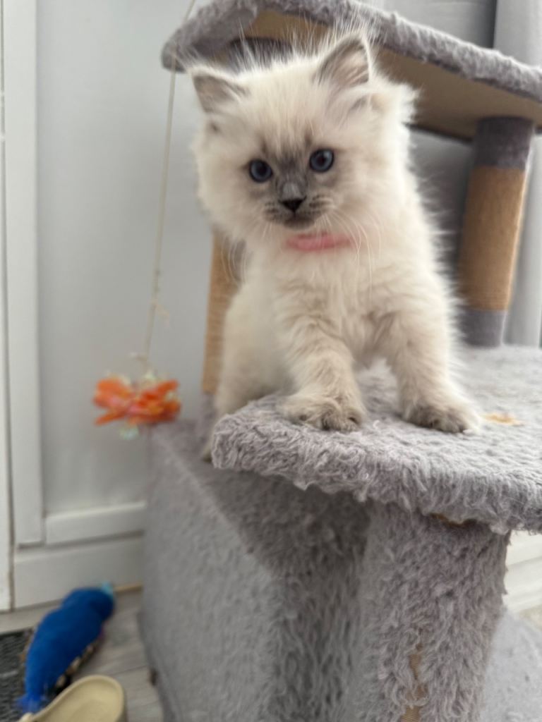 Ragdoll Kittens For Sale