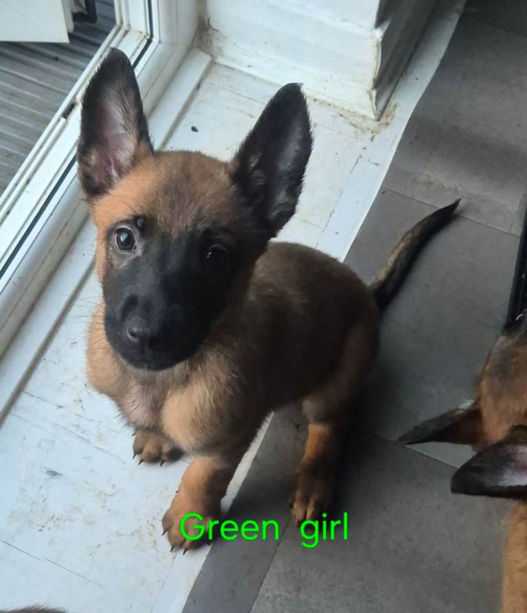 KC Registered Belgian Malinois had her first litter on 1st of January 2026