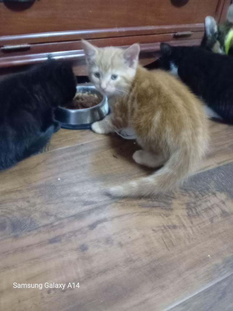 4 Beautiful British short hair cross kittens. NEW UPDATE number 2