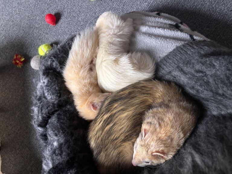 3 ferrets + cage and accessories 