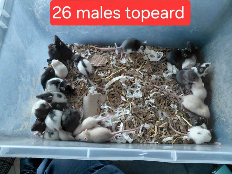  2 female dumbos left topeard females and males 