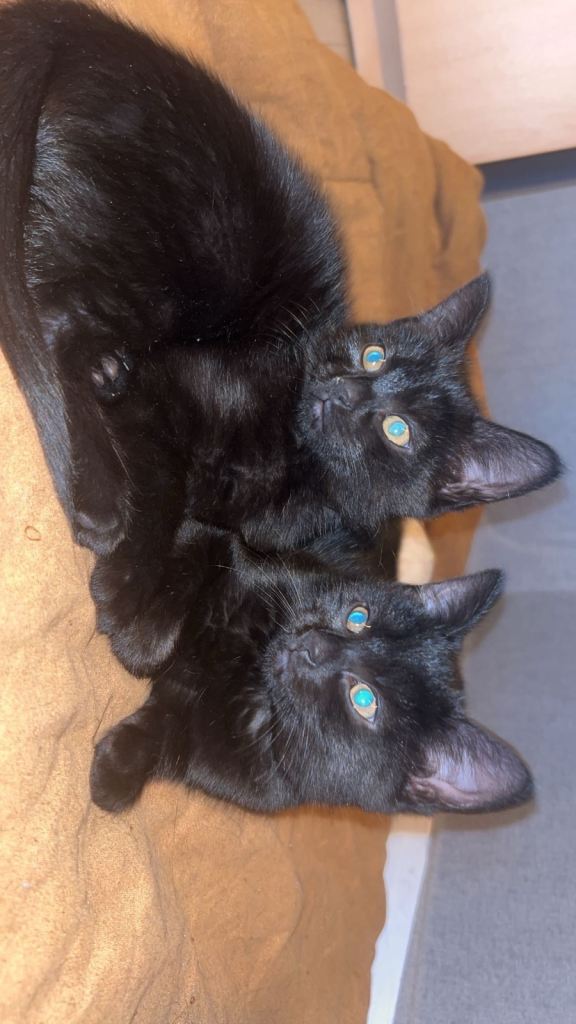 Kittens for sale 
