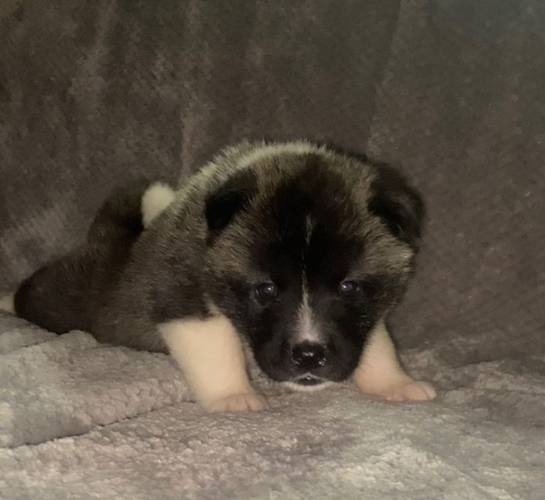 Beautiful American Akita Puppies 9 Boys 3 girls