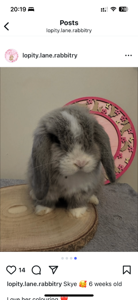 Two female mini lops 