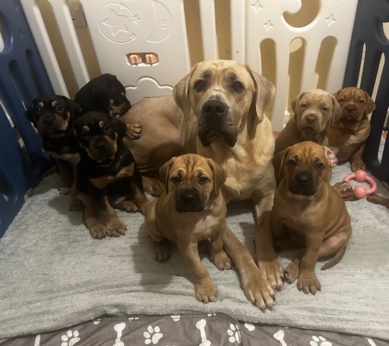 Stunning Cane Corso Cross Puppies