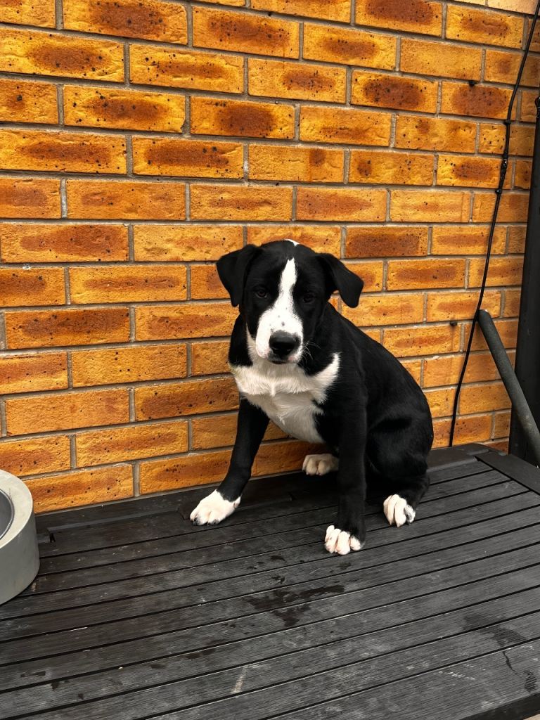 1 Year Old Puppy (Tyson)