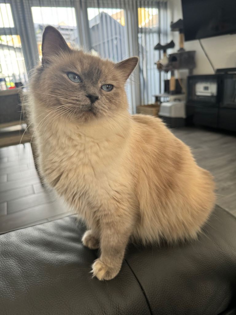 Ragdoll cat 
