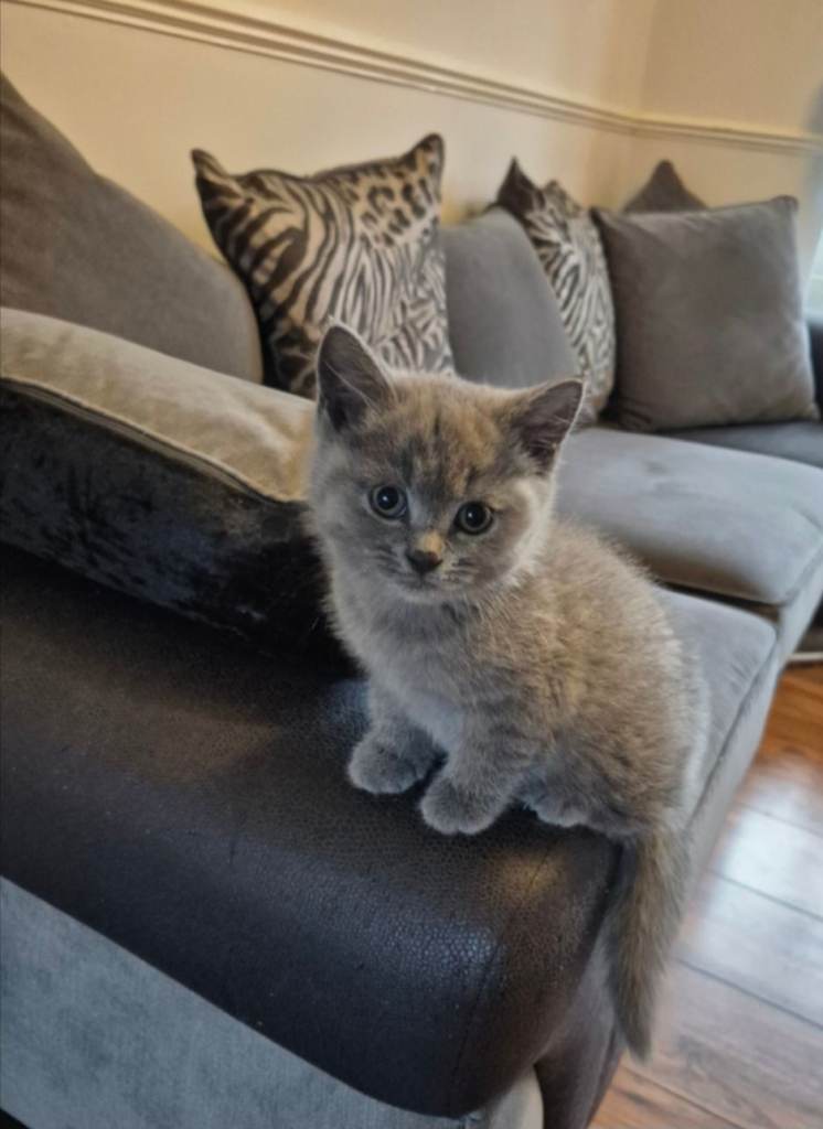British short hair kittens for sale
