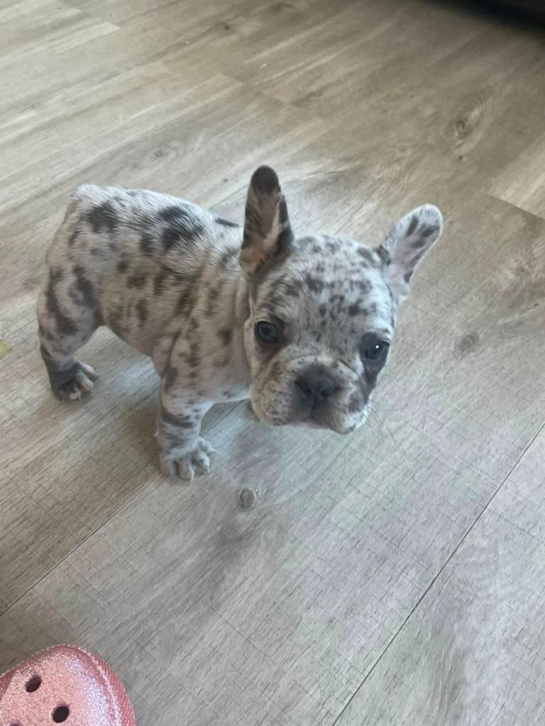 French bulldog puppys 🐾✨ 